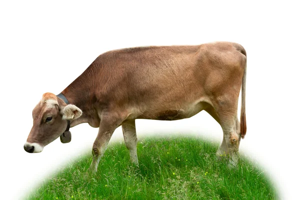 Vaca sobre hierba —  Fotos de Stock