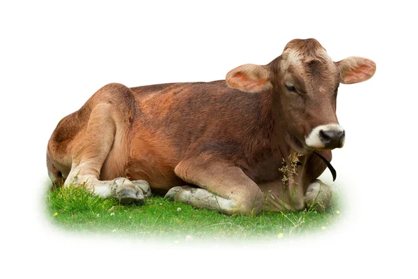 Корови на траві — стокове фото