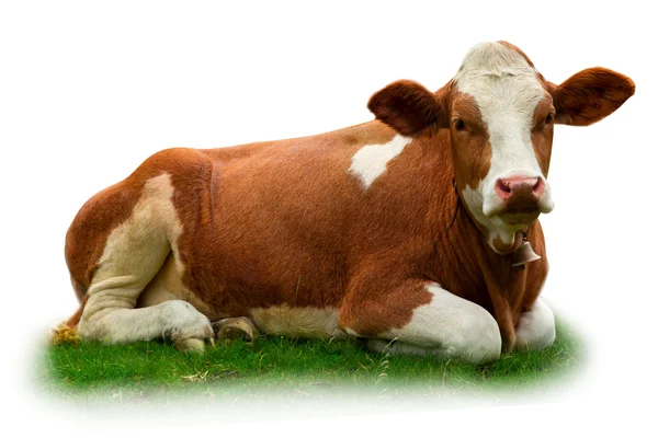 Kuh auf Gras — Stockfoto