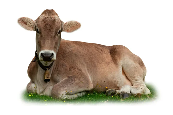 Cow on grass — Stock Photo, Image
