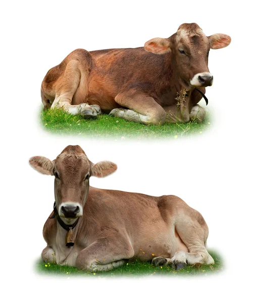 Vacas — Fotografia de Stock