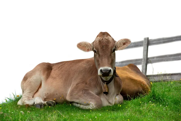 Коровы — стоковое фото