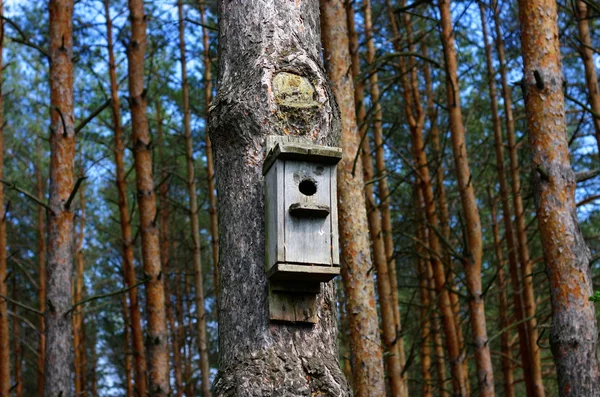 Birdhouse σε ένα δέντρο — Φωτογραφία Αρχείου
