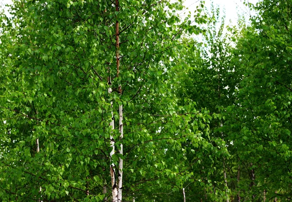 Mladé březové stromy — Stock fotografie
