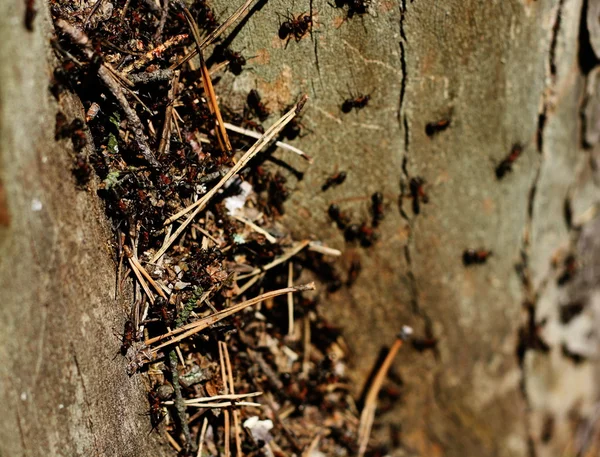 Formigas em uma árvore — Fotografia de Stock