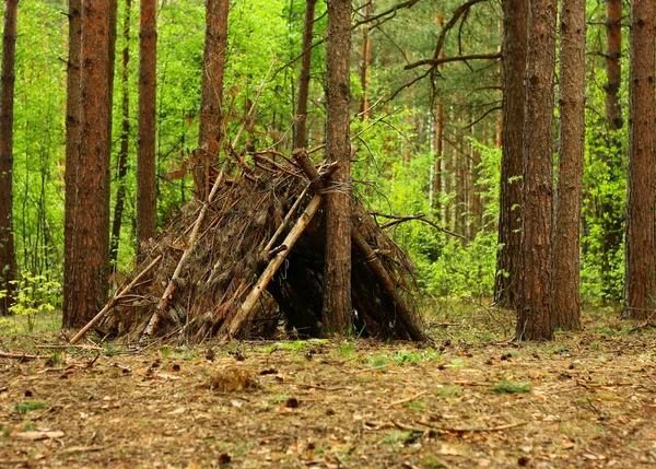 森林帐篷 — 图库照片