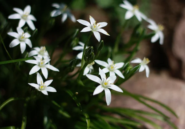 stock image White flowers