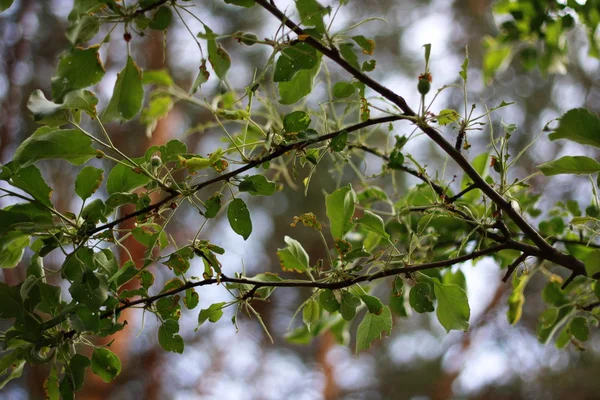 Gąsienice jeść drzewo — Zdjęcie stockowe