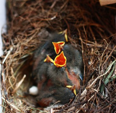 The chicks in the nest