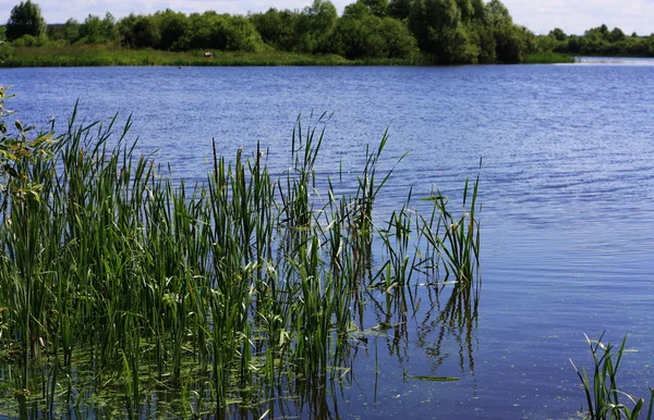 stock image Reeds in a pond