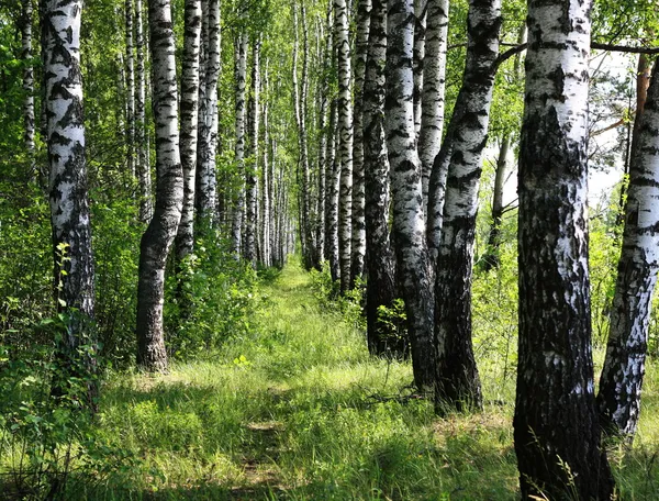 Pretty birch tree alley on a summer day — Stock Photo, Image