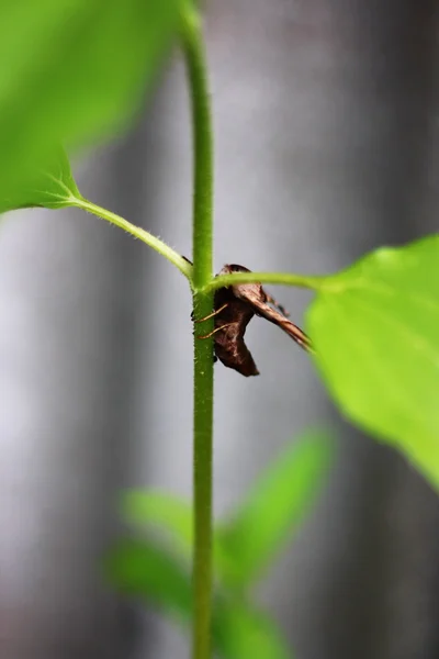 stock image Butterfly