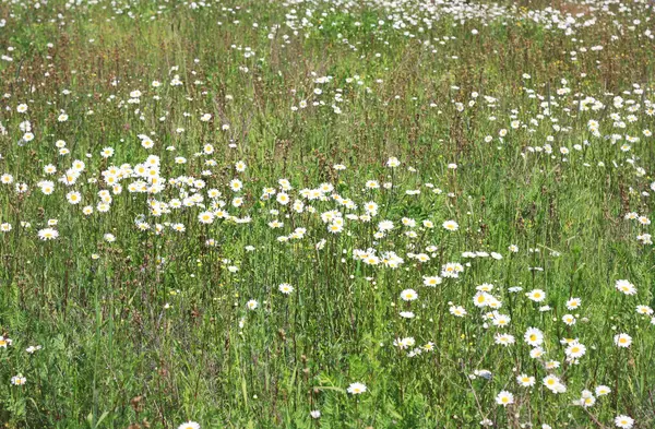 Белые полевые цветы — стоковое фото