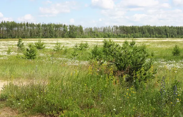 stock image Summer Landscape