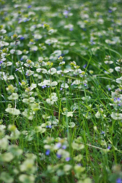 Blommande, gräs — Stockfoto
