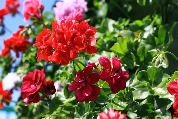 stock image Bright flowers