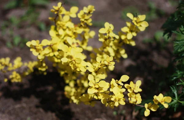 Arbusto amarelo — Fotografia de Stock