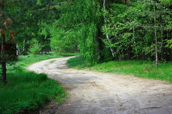 The road in the woods — Stock Photo, Image