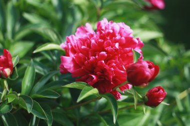 Bush peonies