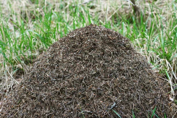 Semut hutan besar — Stok Foto