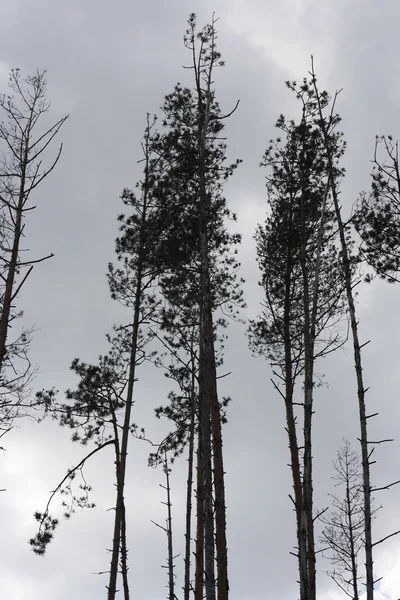 Árvores em um dia nublado — Fotografia de Stock