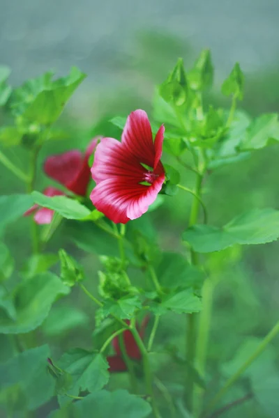 Червона квітка в саду — стокове фото