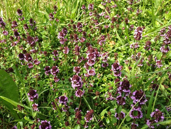 stock image Thyme in the grass