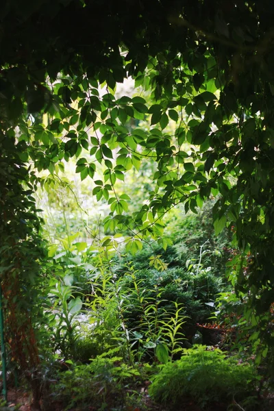 ぶら下がっている野生のブドウのアーチ — ストック写真