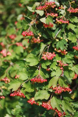 kırmızı viburnum.