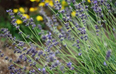 Lavender bush