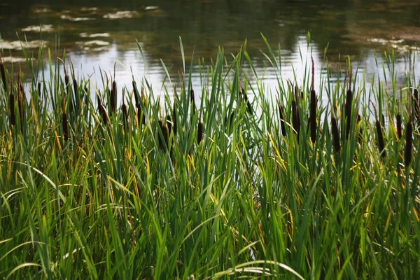 Cattails en el estanque — Foto de Stock