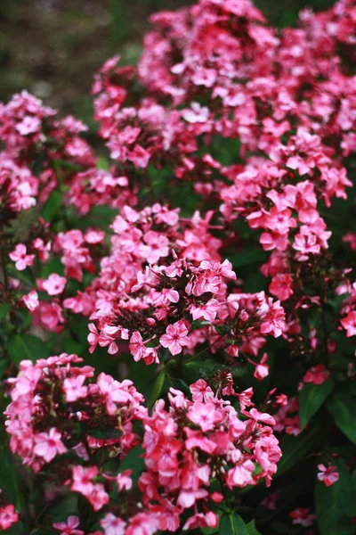 Stock image A lot of pink flowers