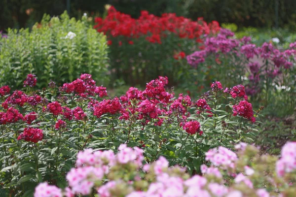 Jardim colorido em flor — Fotografia de Stock