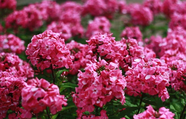 En massa rosa blommor — Stockfoto