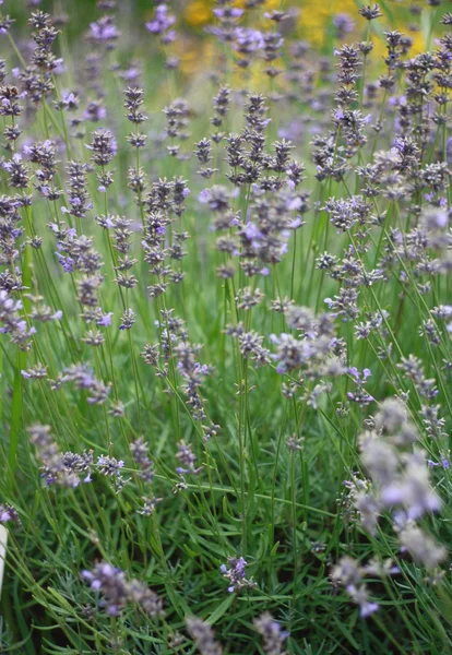 Lavender bush — Stock Photo, Image