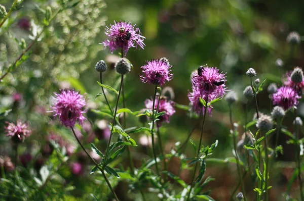 stock image Wild flowers