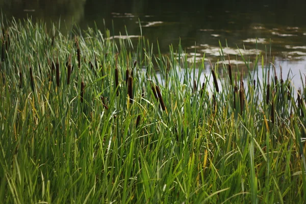 연못에 cattails — 스톡 사진