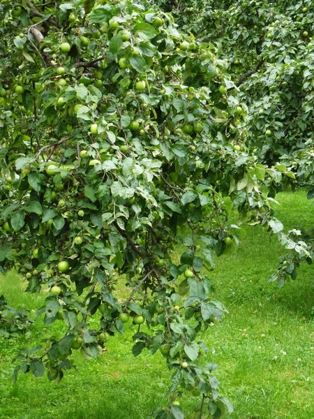 Ветвь яблонь — стоковое фото
