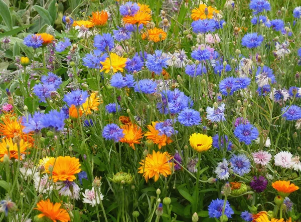 Stock image Wild flowers