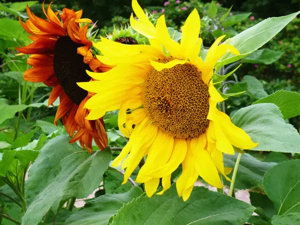 stock image Two sunflowers