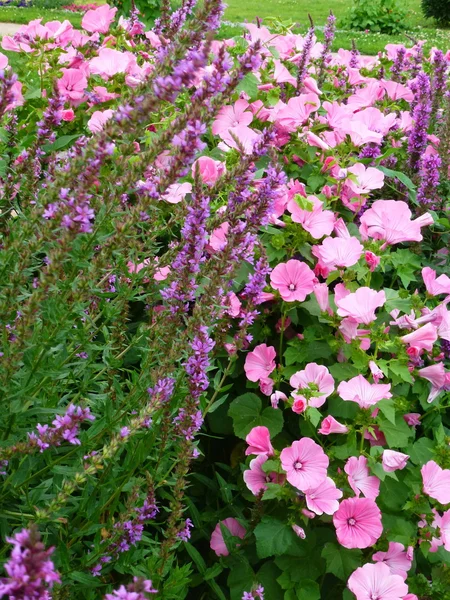 Um canteiro de flores com flores rosa — Fotografia de Stock
