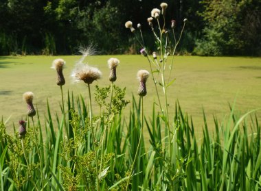 Marsh grass clipart