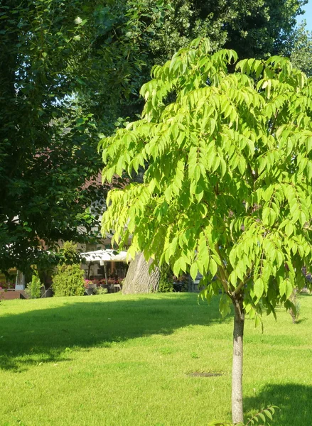 stock image A young tree on the lawn