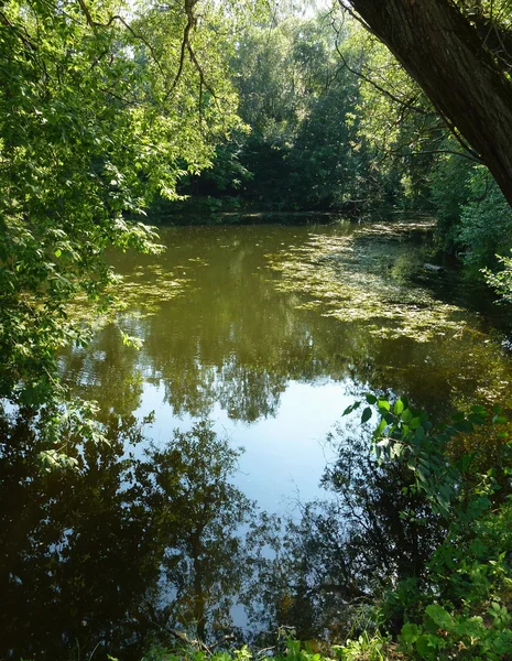 stock image A quiet pond