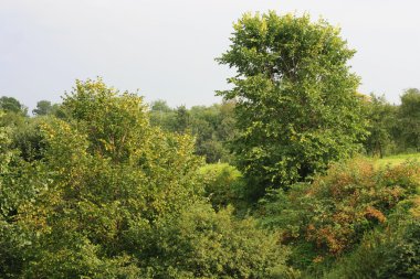 aşırı büyümüş hill