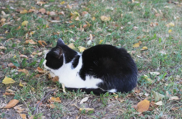 Kedi yerde oturuyor.