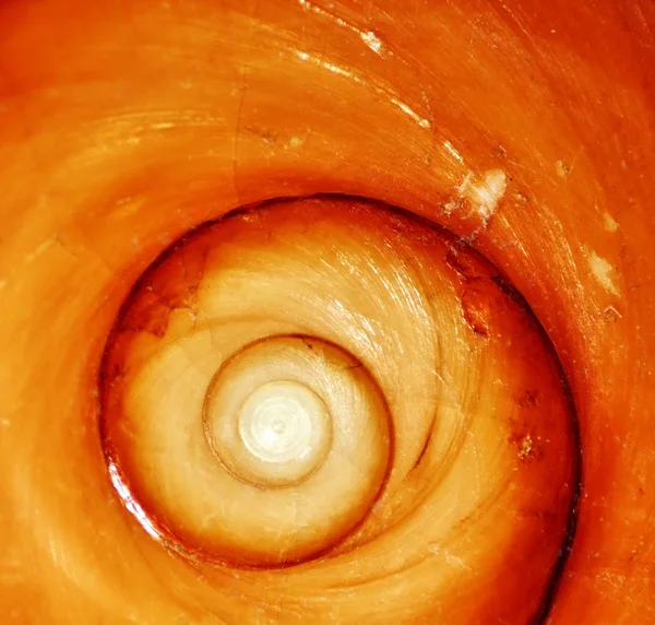 Spirale auf dem kastanienbraunen Stein — Stockfoto