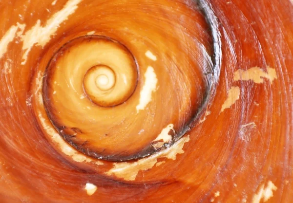 Spirale sur la pierre marron — Photo