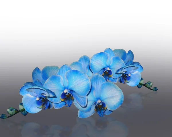 Orquídeas azuis — Fotografia de Stock