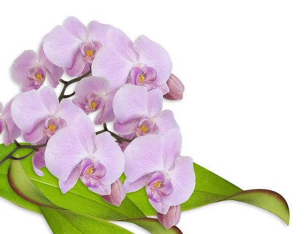 Orquídeas cor de rosa em branco — Fotografia de Stock